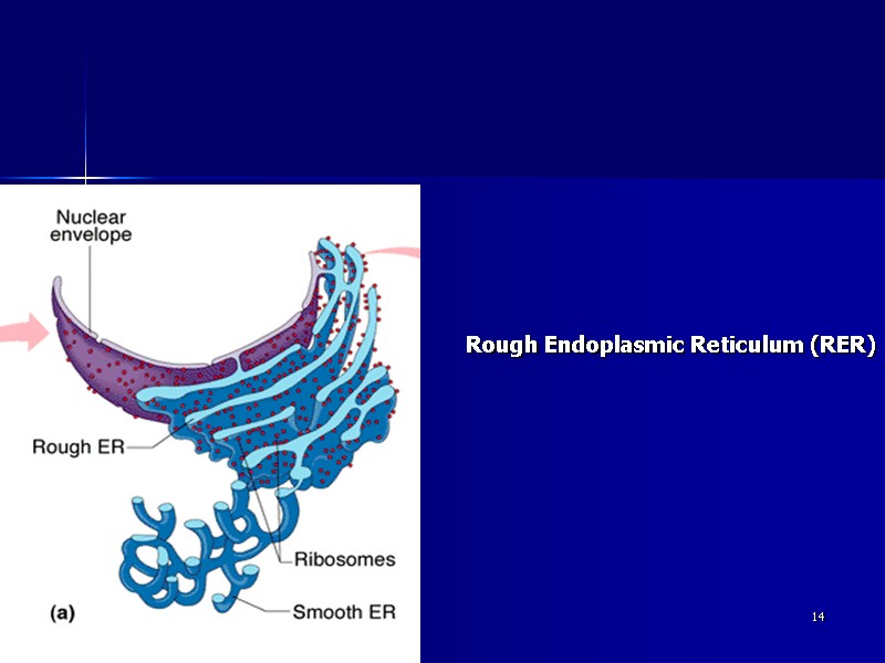 ahmad ata 14 Rough Endoplasmic Reticulum (RER)